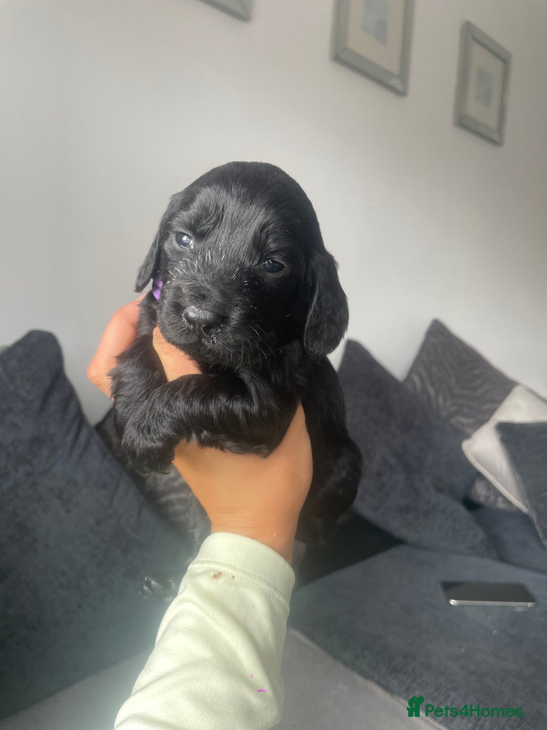 Cockapoo dogs for sale: Cockapoo fb1 puppy’s  - Image 2
