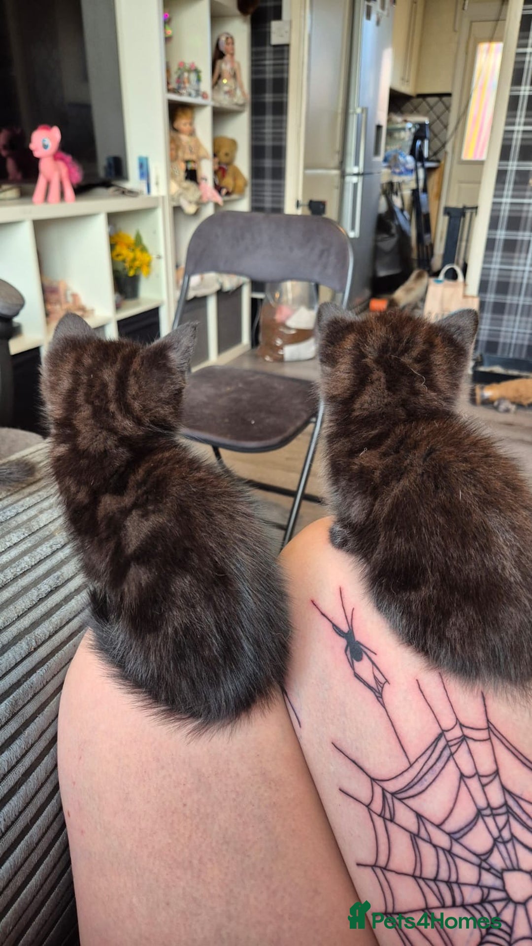 Domestic Shorthair cats for sale: 4 male kittens  - Image 1