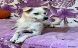 Mixed Breed dogs for adoption: Delmie  - Image 5