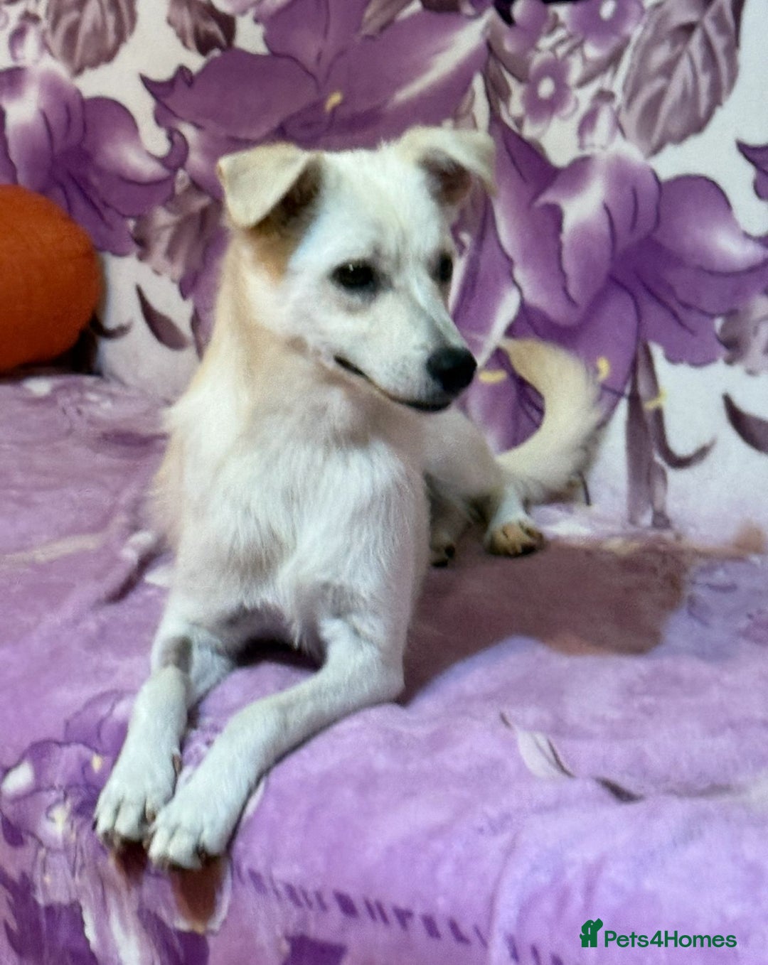 Mixed Breed dogs for adoption: Delmie  - Image 5