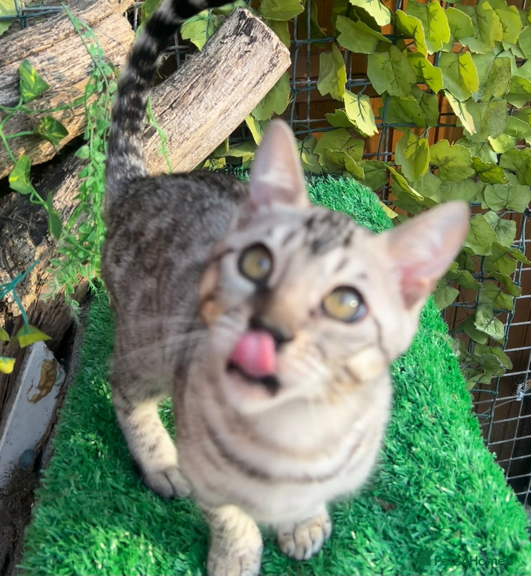 Bengal cats for sale: Two incredibly friendly TICA reg kittens  in Darwen - Image 12