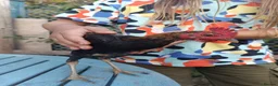 Chickens poultry for sale: Modern game bird cockerel  in Newton Abbot - Advert 2