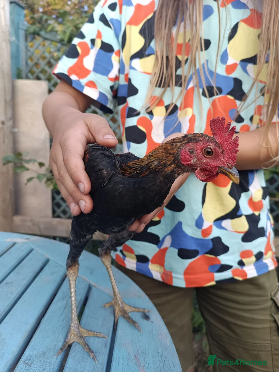 Chickens poultry for sale: Modern game bird cockerel  in Newton Abbot - Advert 2