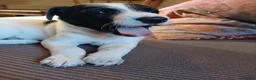 Lurcher dogs for sale: Soppy Bedlington Whippet lurcher puppies  - Advert 10