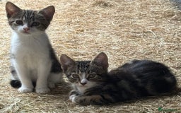 Mixed Breed cats for sale: Stunning kittens looking for loving home  - Image 11