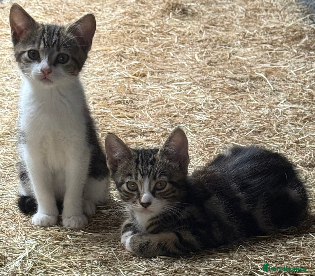 Mixed Breed cats for sale: Stunning kittens looking for loving home  - Image 11