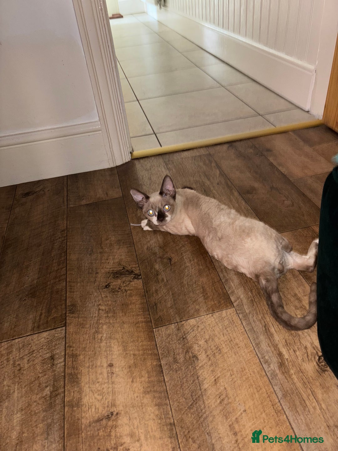 Devon Rex cats for sale: Devon Rex Boy “Chino” - Advert 6