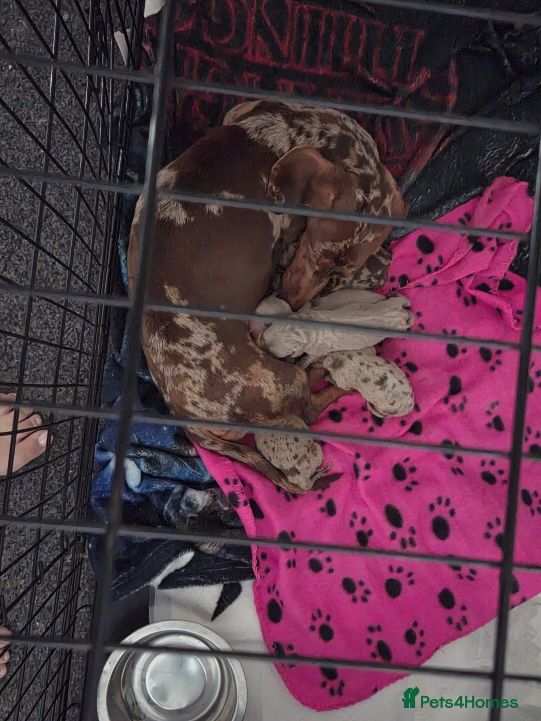 Miniature Dachshund dogs for sale: Ready to go 3/12/25 - stunning coloured Dachsunds - Image 18