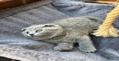 Scottish Fold cats - Advert 12