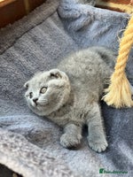 Scottish Fold cats - Advert 12