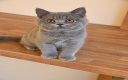 British Shorthair cats for sale: Beautiful GCCF kittens ready now  - Image 3