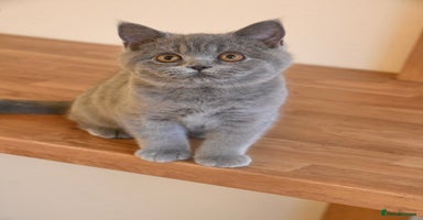 British Shorthair cats - Advert 7