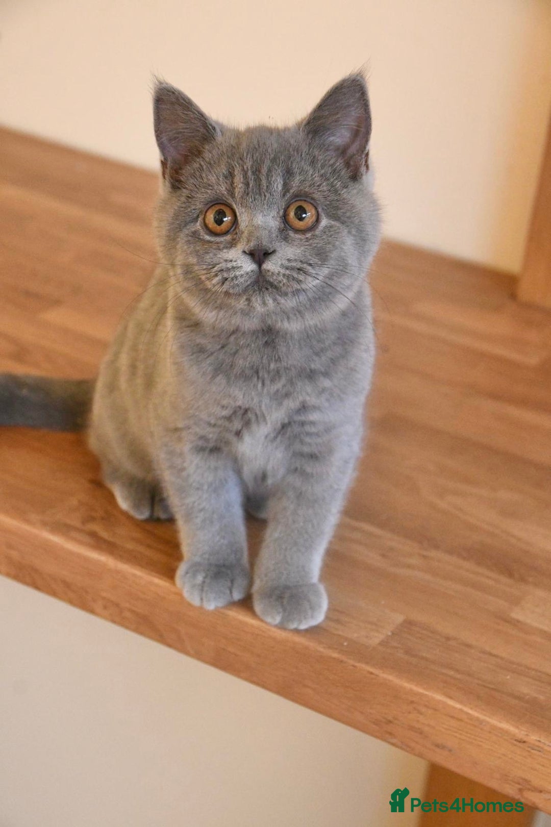 British Shorthair cats for sale: Beautiful GCCF kittens ready now  - Image 3
