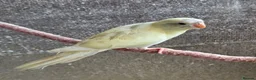 Mixed Breed birds for sale: Kakarikis, Cockatiel and bengalize finches  - Advert 12