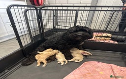 Cockapoo dogs for sale: F2 Cockapoo puppies - Image 10