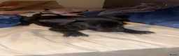Mixed Breed dogs for sale: One grey husky mix and two black husky mix’s in Kirkcaldy - Advert 6