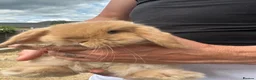 Mini Lop rabbits for sale: Mini lop rabbits  - Advert 11