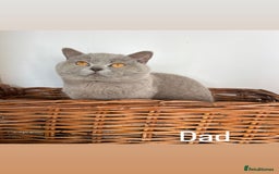 British Shorthair cats for sale: REDUCED!! Pure Breed British Shorthair Kittens - Image 14