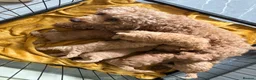 Cockapoo dogs for sale: Stunning home reared F1B cockapoos in Dudley - Advert 5
