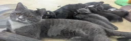 Mixed Breed cats for sale: Mixed kittens grey black and white in Northwich - Advert 7