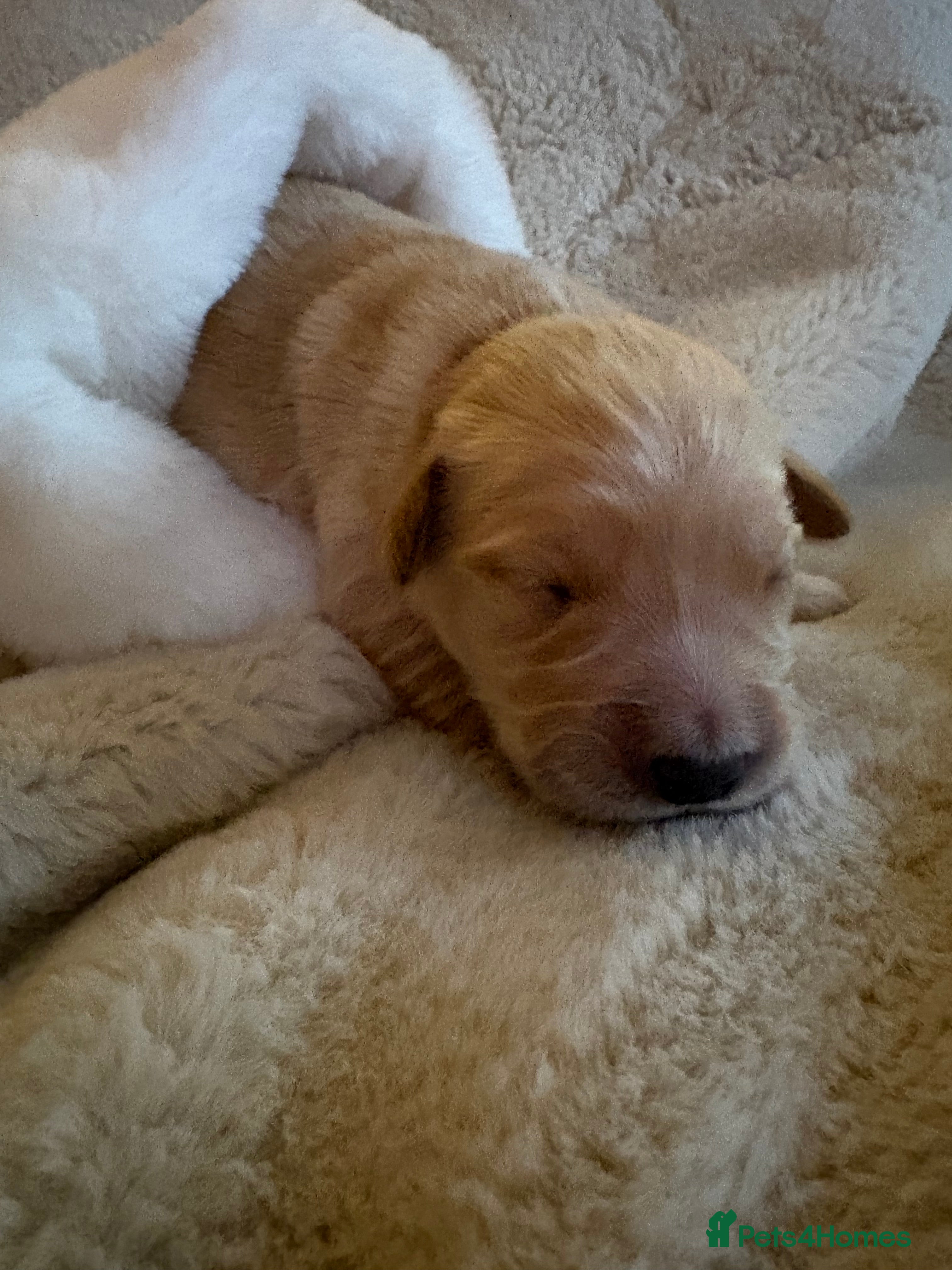 Golden Retriever dogs Golden retriever puppies 6 available 🐶🐾 - Advert 5