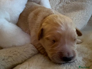 Golden Retriever dogs Golden retriever puppies 6 available 🐶🐾 - Advert 5
