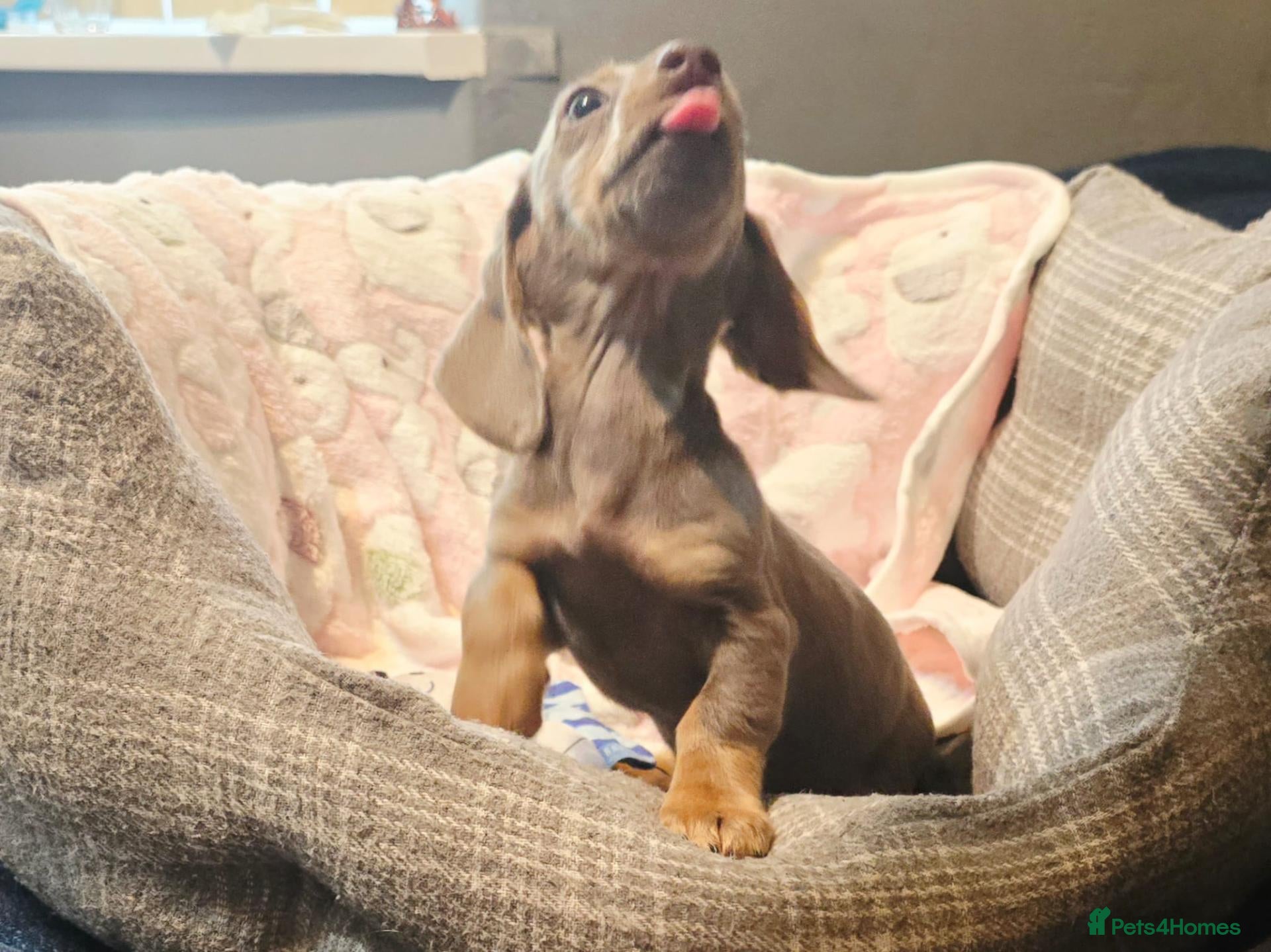 Dachshund dogs Ready to leave extra mini Dachshund puppies - Advert 6