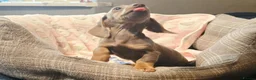 Dachshund dogs for sale: Last little legend extra mini Dachshund boy puppy - Advert 4