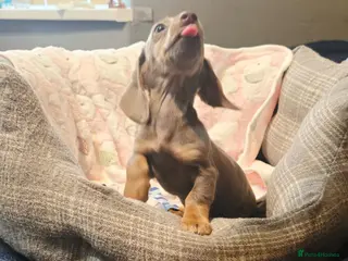 Dachshund dogs Ready to leave extra mini Dachshund puppies - Advert 6