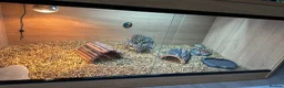 Tortoise reptiles for sale: (Harold) Horsfield turtle in Sandy - Advert 6