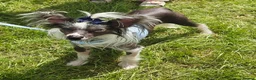 Chinese Crested dogs for sale: Stunning Chinese Crested Girls in Runcorn - Advert 13