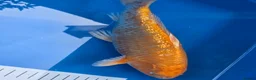 Koi Carp fish for sale: High quality Japanese koi gosport in Gosport - Advert 9