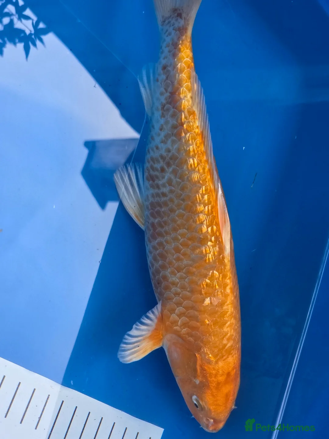 Koi Carp fish for sale: High quality Japanese koi gosport - Advert 8