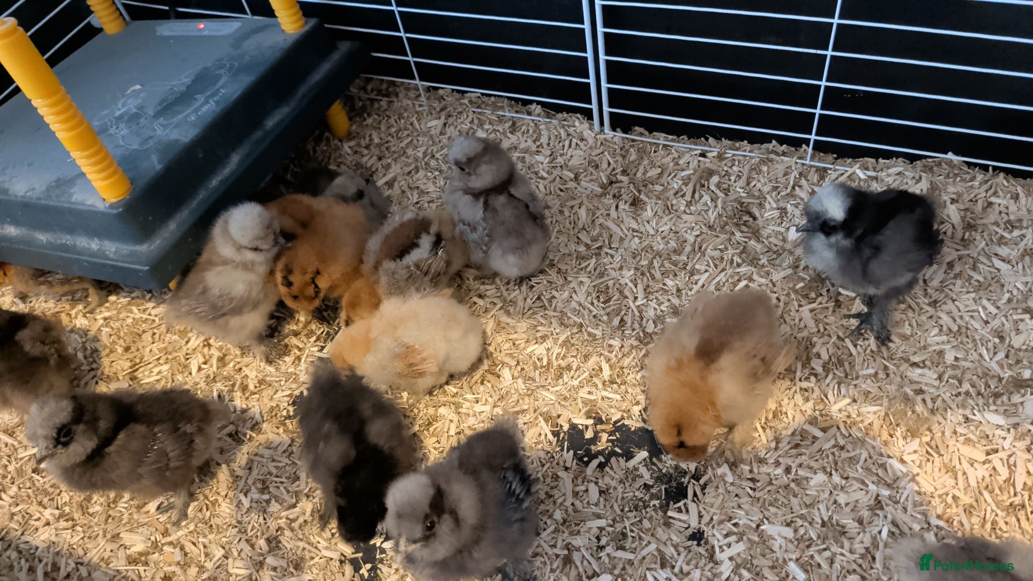 Chickens poultry Silkies/show girl silkies/USA silkies mixed colour - Advert 1