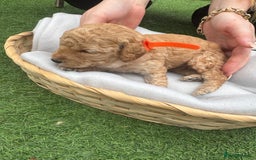 Labradoodle dogs for sale: Labradoodle puppies looking for a loving home  - Image 5