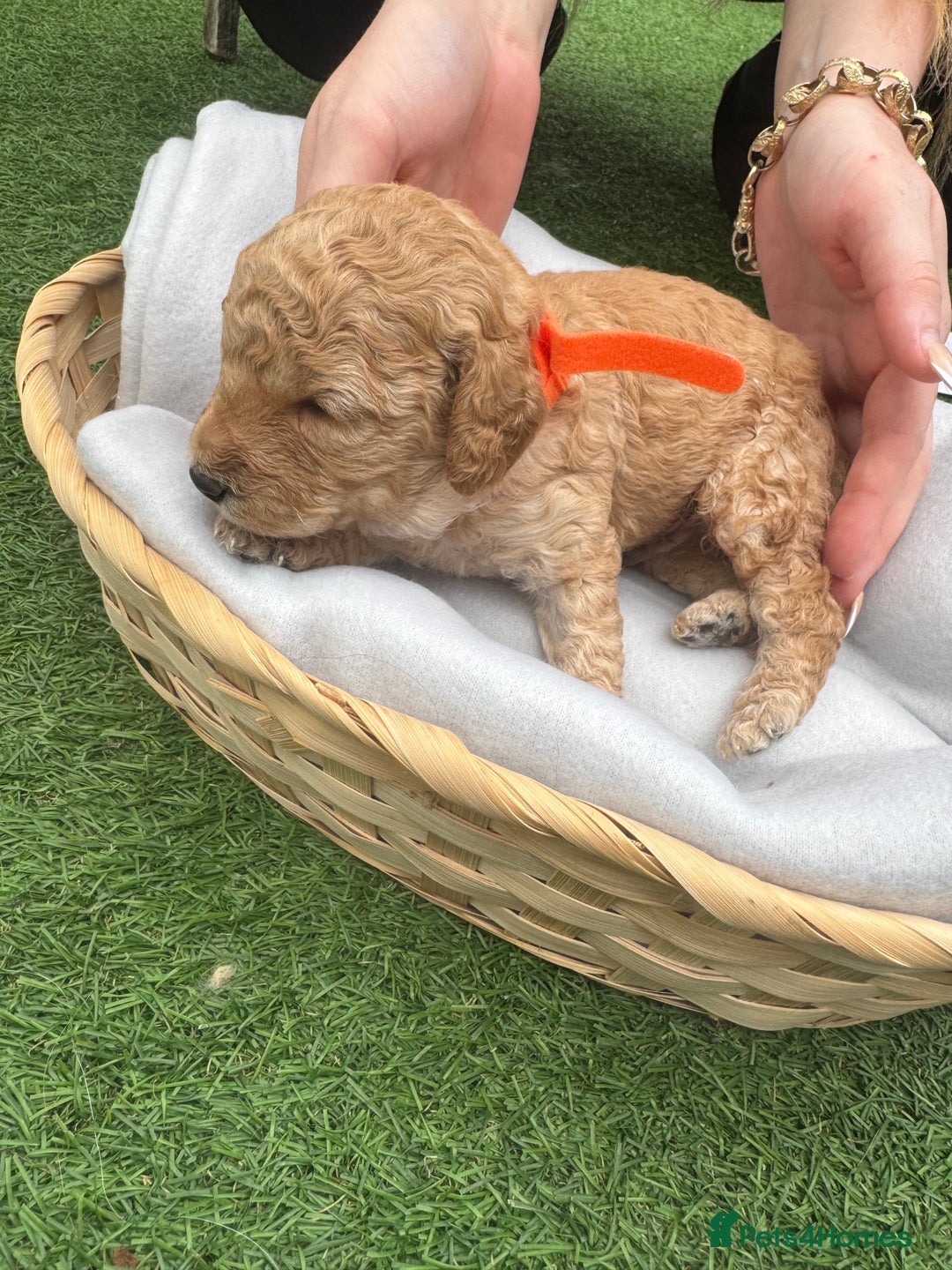 Labradoodle dogs for sale: Labradoodle puppies looking for a loving home  - Image 5