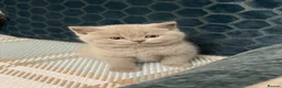 British Shorthair cats for sale: 100% PURE champion bsh kitten  - Advert 2