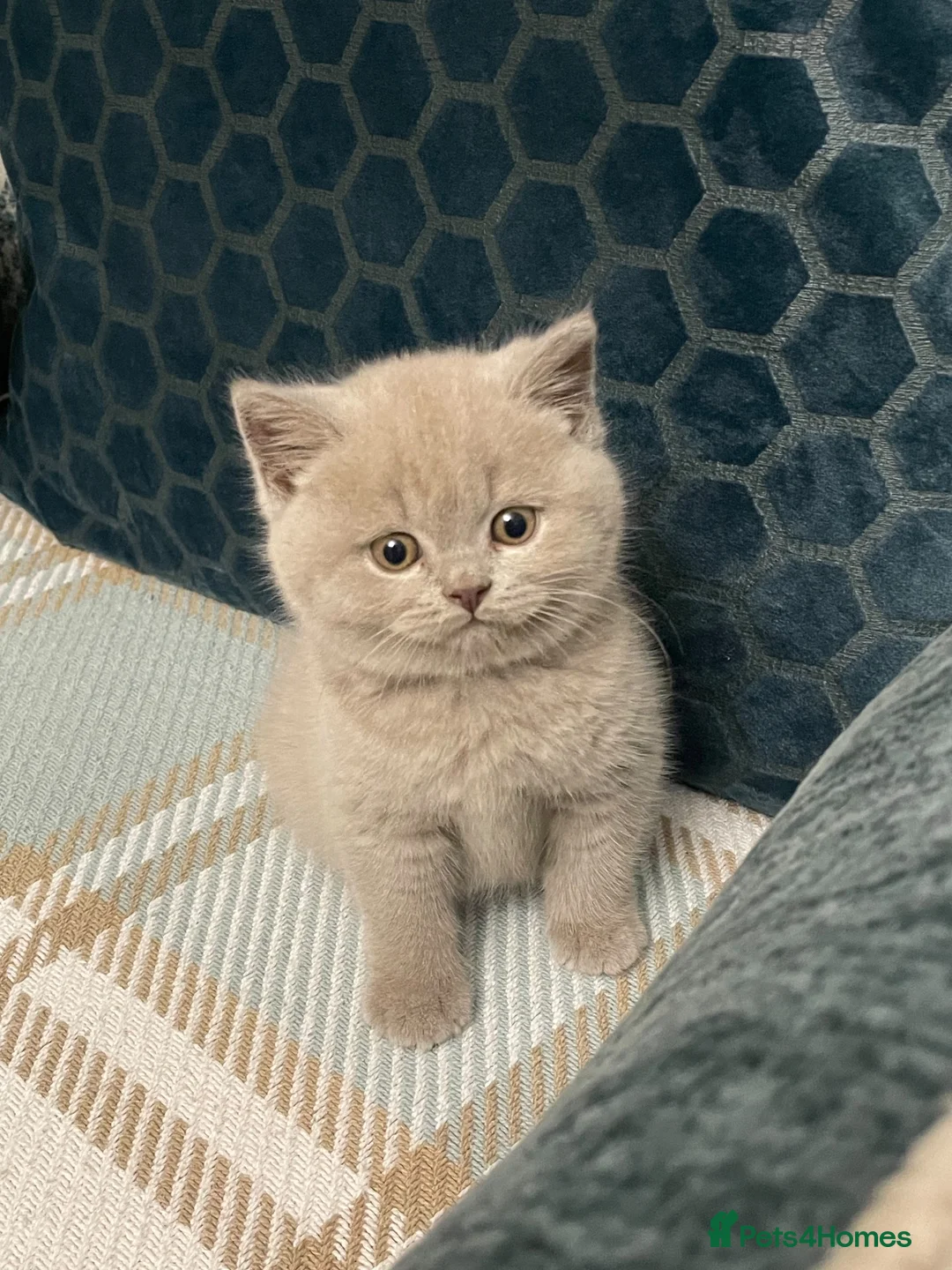 British Shorthair cats for sale: 100% PURE champion bsh kitten  - Advert 2
