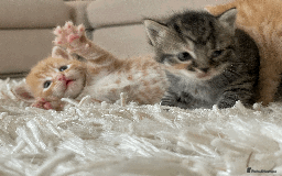 Mixed Breed cats for sale: 4Adorable Longhair Kittens-ready late Sep - Image 2