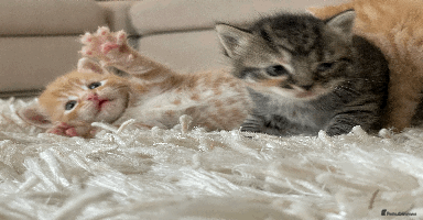 Mixed Breed cats - Advert 9