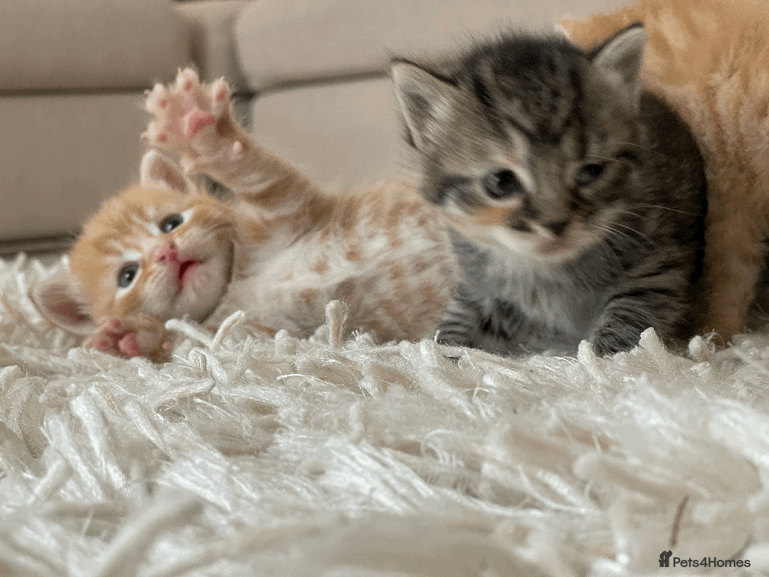 Mixed Breed cats for sale: 4Adorable Longhair Kittens-ready late Sep - Image 2