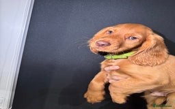 Cocker Spaniel dogs for sale: Pure breed cocker spaniels puppies  - Image 19