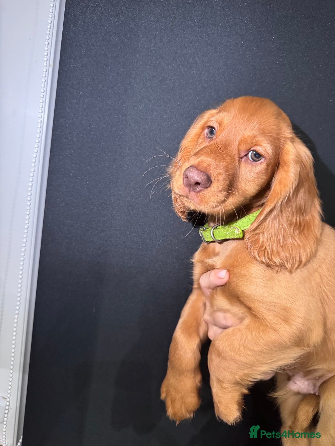 Cocker Spaniel dogs for sale: Pure breed cocker spaniels puppies  - Image 19