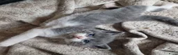British Shorthair cats for sale: Beautiful blue little girl  - Advert 9