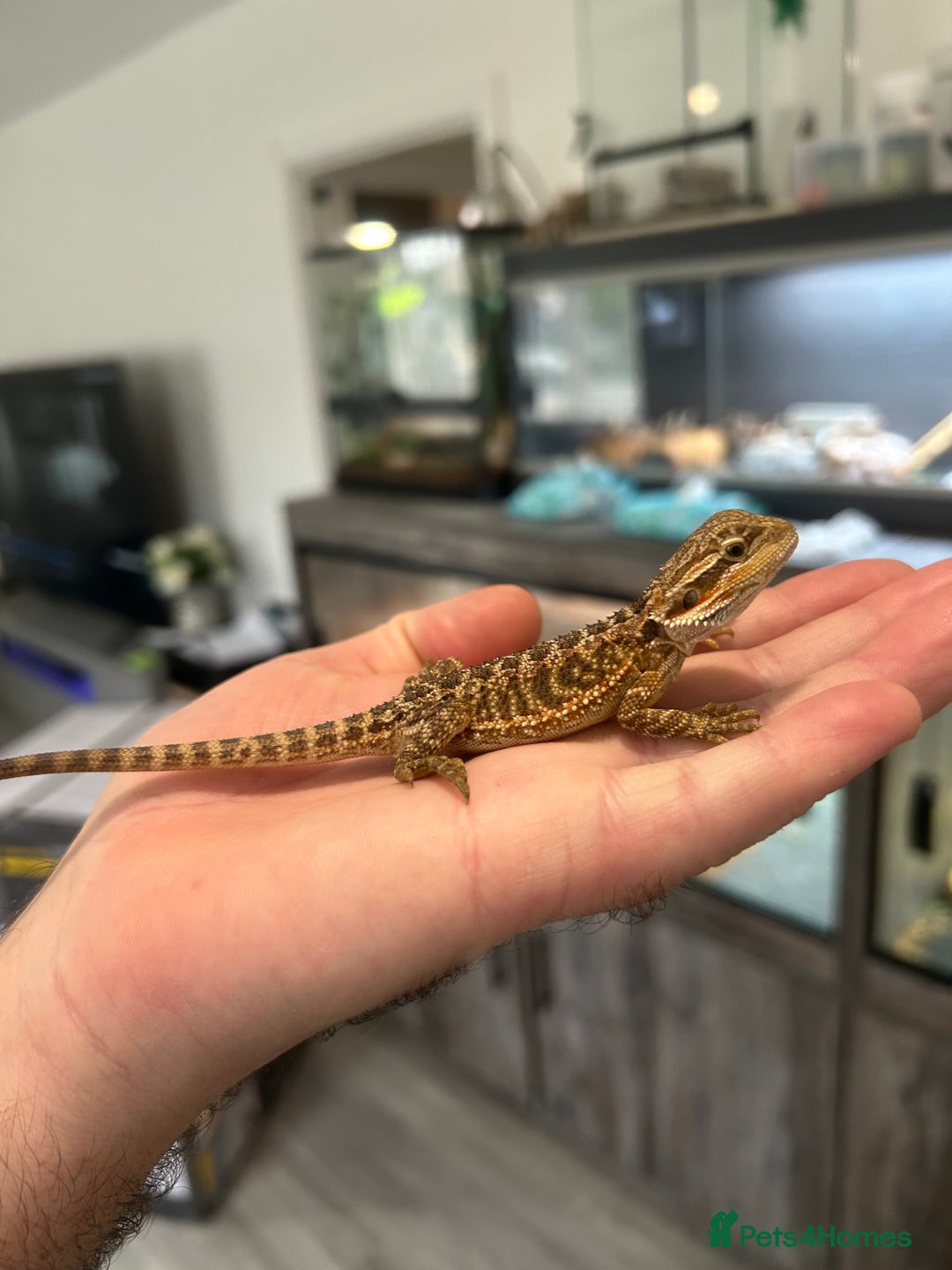 Bearded Dragon reptiles for sale: 60 Baby bearded dragons - Image 14
