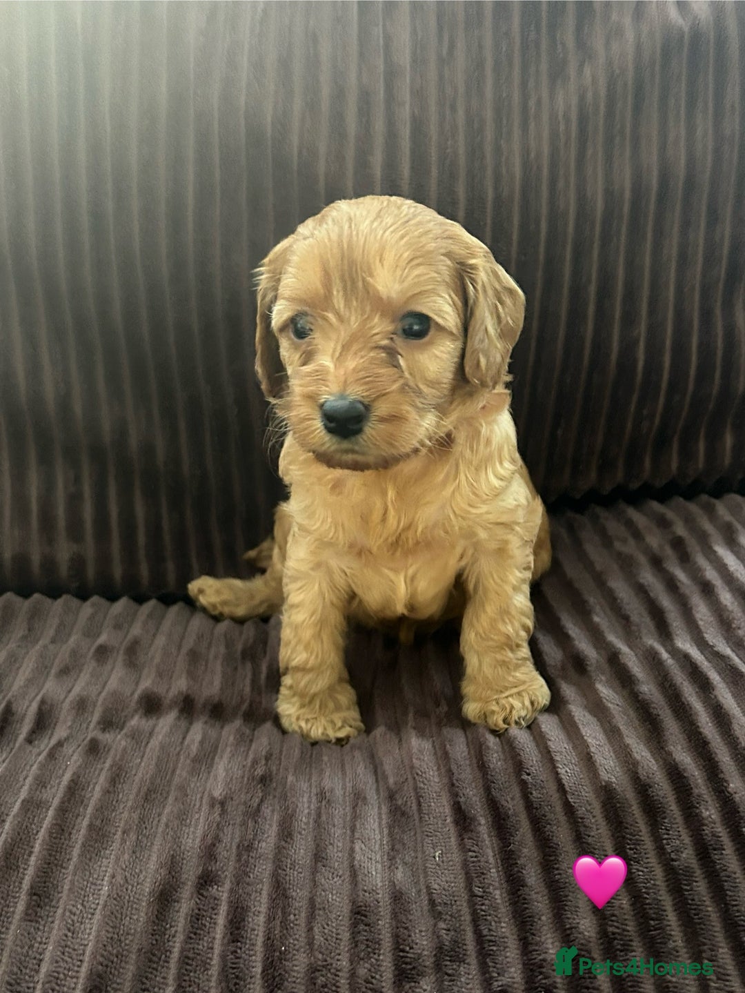 Cavapoo dogs for sale: Toy cavapoo  - Advert 13