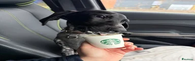 German Shorthaired Pointer 1