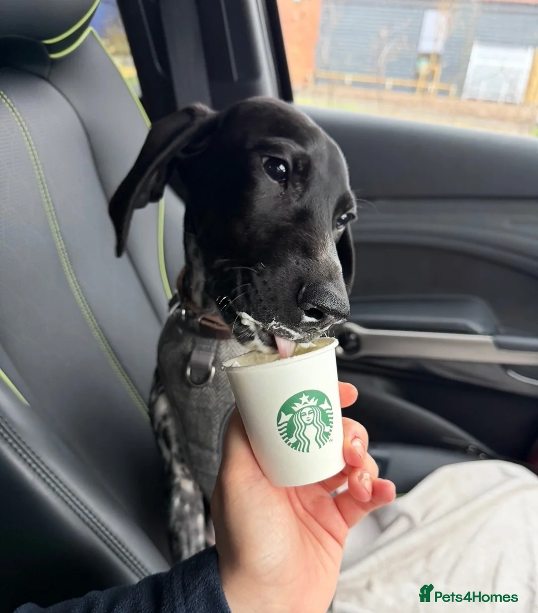 German Shorthaired Pointer dogs for sale: German Shorthaired Pointer – 10 Months Old in Derby - Advert 1