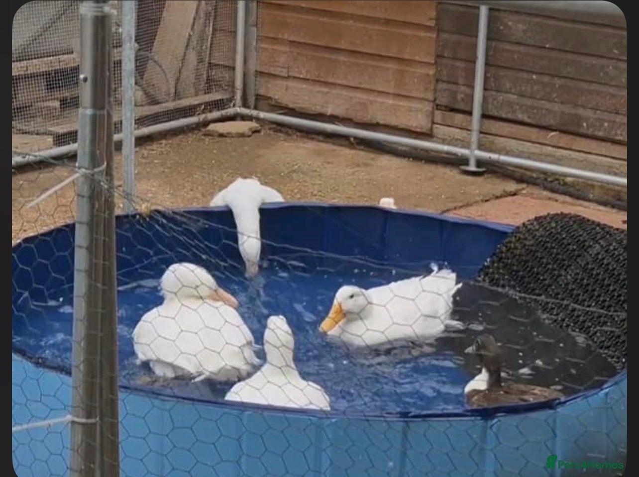 Ducks poultry Pekin ducks for sale  - Advert 11