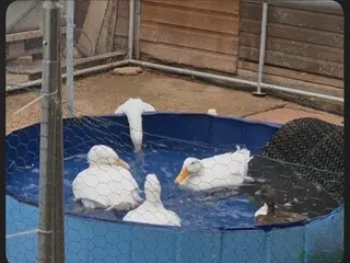 Ducks poultry Pekin ducks for sale - Advert 4